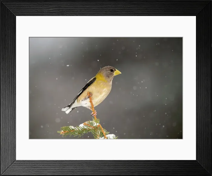 Framed Print : Evening grosbeak (Hesperiphona vespertina) Female near winter feeder. Greater Sudbury, Ontario, Canada Framed Print : Evening grosbeak (Hesperiphona vespertina) Female near winter feeder. Greater Sudbury, Ontario, Canada