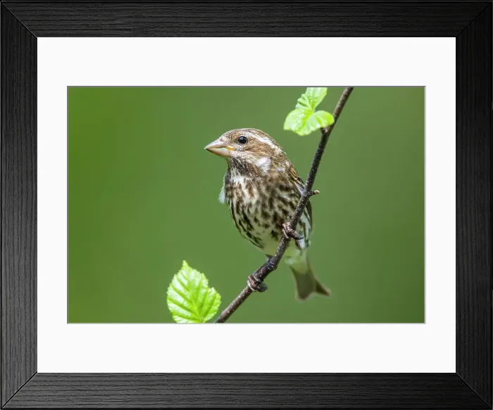 Framed Print : Rose-breasted grosbeak (Pheucticus ludovicianus), Greater Sudbury, Ontario, Canada Framed Print : Rose-breasted grosbeak (Pheucticus ludovicianus), Greater Sudbury, Ontario, Canada