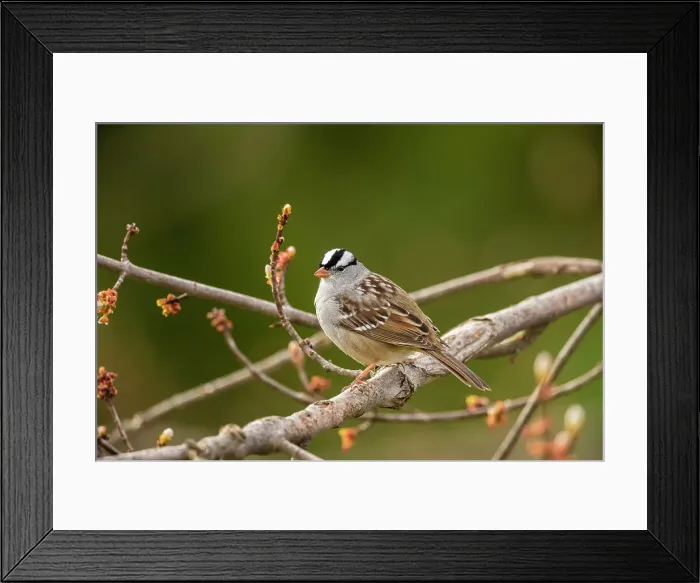 Framed Print : White-crowned sparrow (Zonotrichia leucophyrs), Greater Sudbury, Ontario, Canada