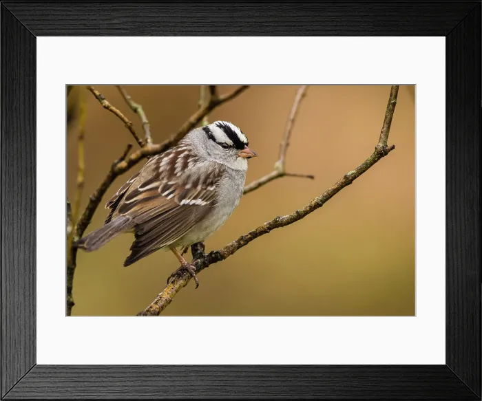 Framed Print : White-crowned sparrow (Zonotrichia leucophyrs), Greater Sudbury, Ontario, Canada