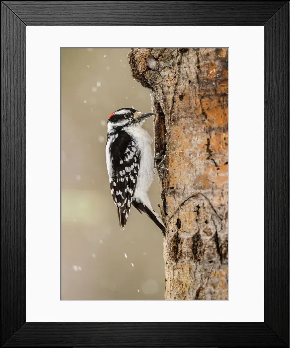 Framed Print : Downy woodpecker (Picoides pubescens), Greater Sudbury, Ontario, Canada Framed Print : Downy woodpecker (Picoides pubescens), Greater Sudbury, Ontario, Canada