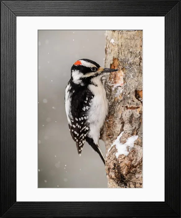 Framed Print : Hairy woodpecker (Picoides villosus) Male, Greater Sudbury, Ontario, Canada Framed Print : Hairy woodpecker (Picoides villosus) Male, Greater Sudbury, Ontario, Canada
