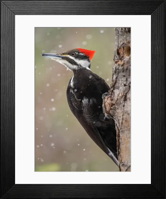 Framed Print : Pileated woodpecker (Dryocopus pileatus) Female, Greater Sudbury, Ontario, Canada Framed Print : Pileated woodpecker (Dryocopus pileatus) Female, Greater Sudbury, Ontario, Canada