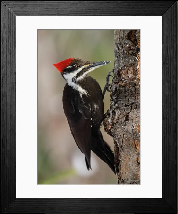 Framed Print : Pileated woodpecker (Dryocopus pileatus) Female, Greater Sudbury, Ontario, Canada Framed Print : Pileated woodpecker (Dryocopus pileatus) Female, Greater Sudbury, Ontario, Canada