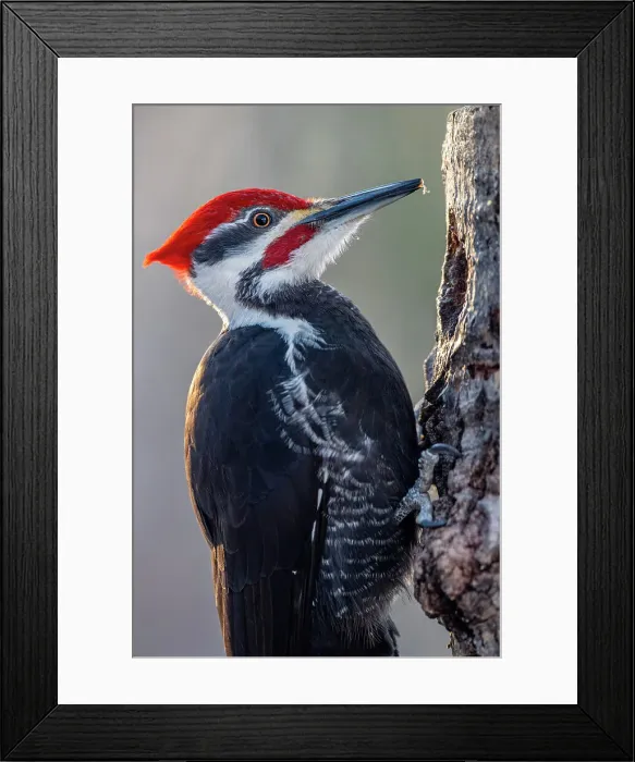 Framed Print : Pileated woodpecker (Dryocopus pileatus) Female, Greater Sudbury, Ontario, Canada Framed Print : Pileated woodpecker (Dryocopus pileatus) Female, Greater Sudbury, Ontario, Canada
