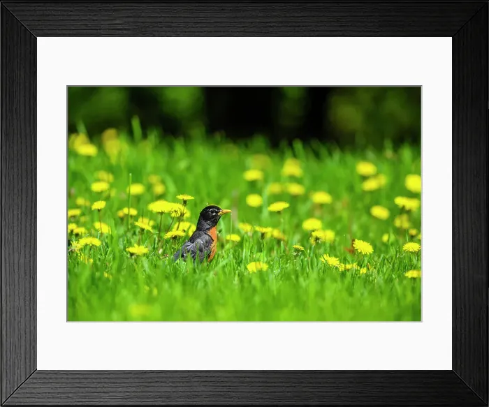 Framed Print : American robin (Turdus migratorius) Hunting worms on a backyard lawn, Greater Sudbury, Ontario, Canada Framed Print : American robin (Turdus migratorius) Hunting worms on a backyard lawn, Greater Sudbury, Ontario, Canada