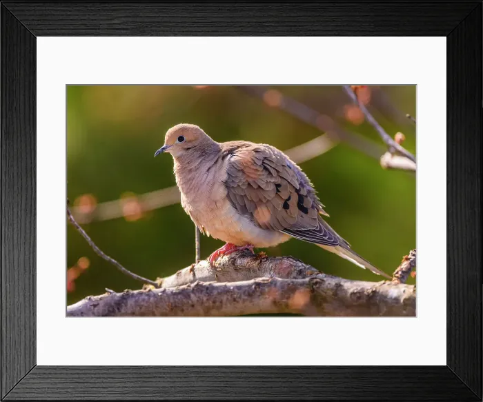 Framed Print : Mourning dove ( Zenaida macroura), Greater Sudbury, Ontario, Canada Framed Print : Mourning dove ( Zenaida macroura), Greater Sudbury, Ontario, Canada