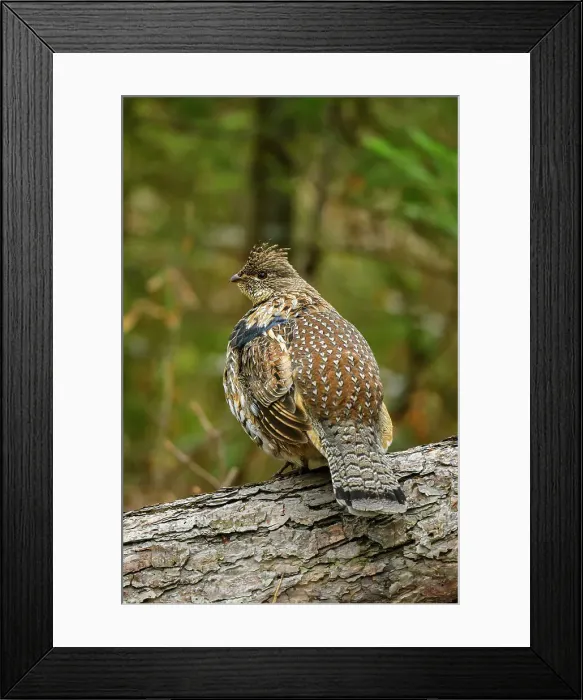 Framed Print : Ruffed grouse (Bonassa umbellus). Drumming behaviour on a log. Greater Sudbury, Ontario, Canada Framed Print : Ruffed grouse (Bonassa umbellus). Drumming behaviour on a log. Greater Sudbury, Ontario, Canada
