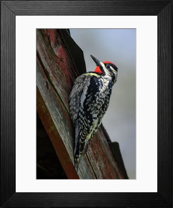 Framed Print : Yellow-bellied sapsucker (Sphyrapicus varius) Male drumming on shed, Greater Sudbury, Ontario, Canada Framed Print : Yellow-bellied sapsucker (Sphyrapicus varius) Male drumming on shed, Greater Sudbury, Ontario, Canada