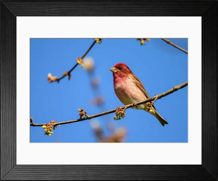 Framed Print : Purple finch (Carpodacus purpureus), Greater Sudbury, Ontario, Canada Framed Print : Purple finch (Carpodacus purpureus), Greater Sudbury, Ontario, Canada