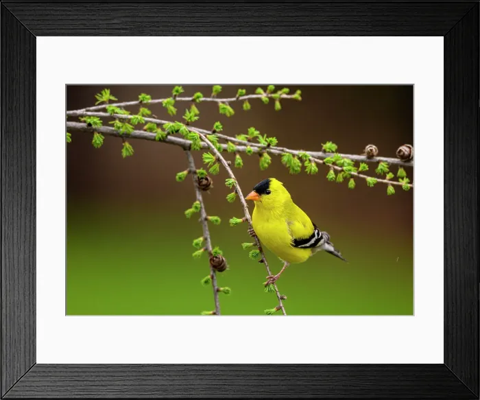 Framed Print : American goldfinch (Carduelis tristis), Greater Sudbury, Ontario, Canada Framed Print : American goldfinch (Carduelis tristis), Greater Sudbury, Ontario, Canada