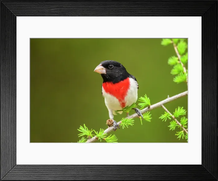 Framed Print : Rose-breasted grosbeak (Pheucticus ludovicianus), Greater Sudbury, Ontario, Canada Framed Print : Rose-breasted grosbeak (Pheucticus ludovicianus), Greater Sudbury, Ontario, Canada