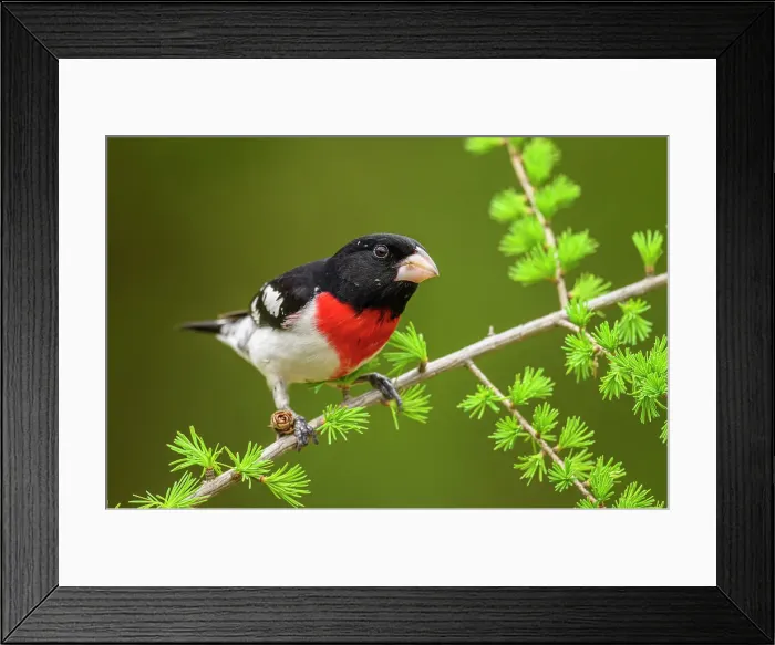 Framed Print : Rose-breasted grosbeak (Pheucticus ludovicianus), Greater Sudbury, Ontario, Canada Framed Print : Rose-breasted grosbeak (Pheucticus ludovicianus), Greater Sudbury, Ontario, Canada