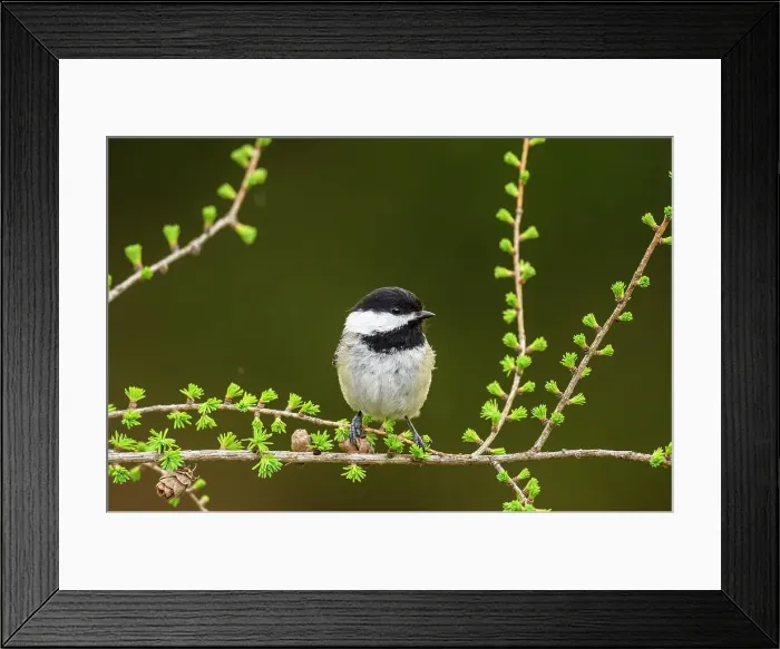 Framed Print : Black capped chickadee (Poecile atricapillus), Greater Sudbury, Ontario, Canada