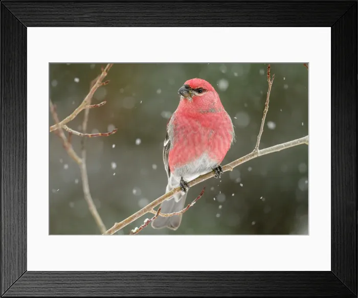 Framed Print : Pine grosbeak (Pinicola enucleator) Male winter migrant, Greater Sudbury, Ontario, Canada Framed Print : Pine grosbeak (Pinicola enucleator) Male winter migrant, Greater Sudbury, Ontario, Canada
