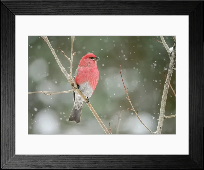 Framed Print : Pine grosbeak (Pinicola enucleator) Male winter migrant, Greater Sudbury, Ontario, Canada Framed Print : Pine grosbeak (Pinicola enucleator) Male winter migrant, Greater Sudbury, Ontario, Canada