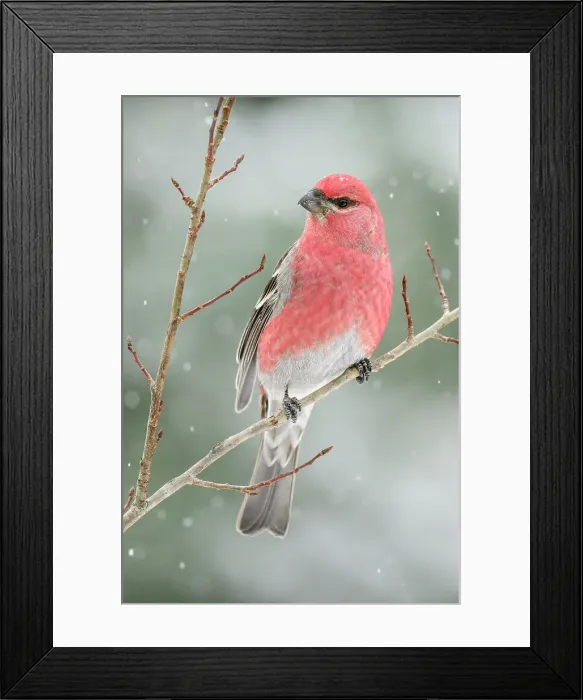 Framed Print : Pine grosbeak (Pinicola enucleator) Male winter migrant, Greater Sudbury, Ontario, Canada Framed Print : Pine grosbeak (Pinicola enucleator) Male winter migrant, Greater Sudbury, Ontario, Canada