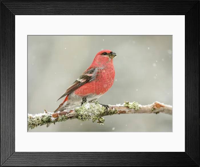 Framed Print : Pine grosbeak (Pinicola enucleator) Male Nnear winter bird feeder, Greater Sudbury, Ontario, Canada Framed Print : Pine grosbeak (Pinicola enucleator) Male Nnear winter bird feeder, Greater Sudbury, Ontario, Canada