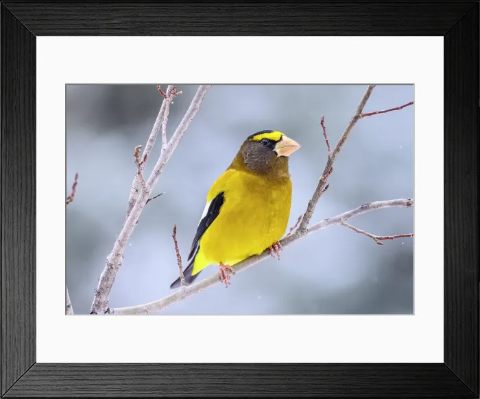 Framed Print : Evening grosbeak (Hesperiphona vespertina) Male, Greater Sudbury, Ontario, Canada Framed Print : Evening grosbeak (Hesperiphona vespertina) Male, Greater Sudbury, Ontario, Canada