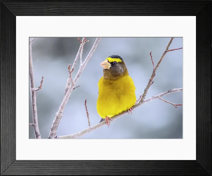 Framed Print : Evening grosbeak (Hesperiphona vespertina) Male, Greater Sudbury, Ontario, Canada Framed Print : Evening grosbeak (Hesperiphona vespertina) Male, Greater Sudbury, Ontario, Canada
