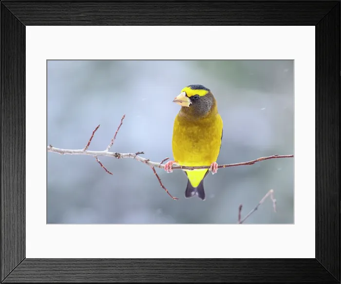 Framed Print : Evening grosbeak (Hesperiphona vespertina) Male, Greater Sudbury, Ontario, Canada