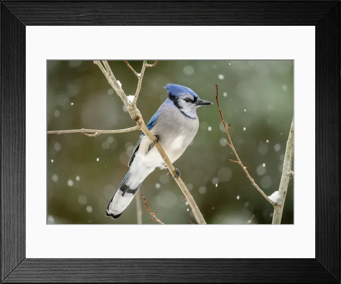 Framed Print : Blue jay (Cyanocitta cristata), Greater Sudbury, Ontario, Canada Framed Print : Blue jay (Cyanocitta cristata), Greater Sudbury, Ontario, Canada