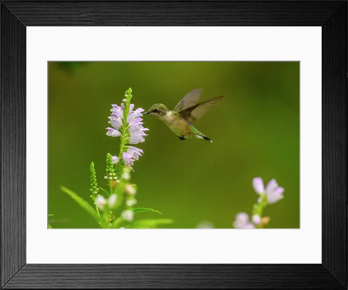Framed Print : Ruby-throated hummingbird (Archilochus colubris) Foraging for nectar in garden flowers, Greater Sudbury, Ontario, Canada Framed Print : Ruby-throated hummingbird (Archilochus colubris) Foraging for nectar in garden flowers, Greater Sudbury, Ontario, Canada
