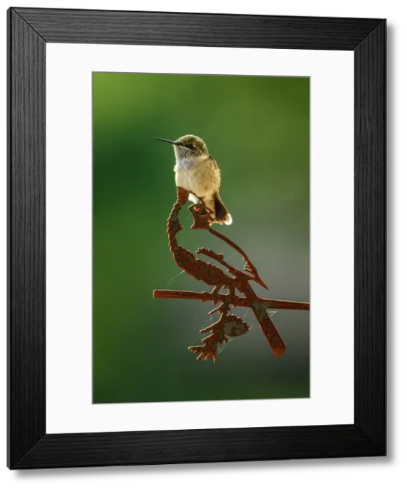 Framed Print : Ruby throated hummingbird (Archilochus colubris) Immature male, Greater Sudbury, Ontario, Canada Framed Print : Ruby throated hummingbird (Archilochus colubris) Immature male, Greater Sudbury, Ontario, Canada