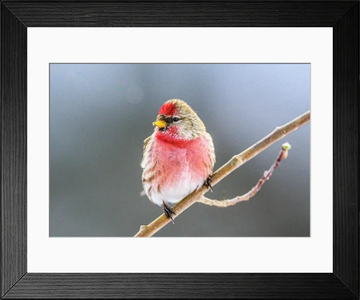 Framed Print : Common Redpoll (Acanthis flammea) male winter migrant, Greater Sudbury, Ontario, Canada Framed Print : Common Redpoll (Acanthis flammea) male winter migrant, Greater Sudbury, Ontario, Canada