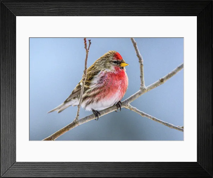 Framed Print : Common Redpoll (Acanthis flammea) male winter migrant, Greater Sudbury, Ontario, Canada Framed Print : Common Redpoll (Acanthis flammea) male winter migrant, Greater Sudbury, Ontario, Canada