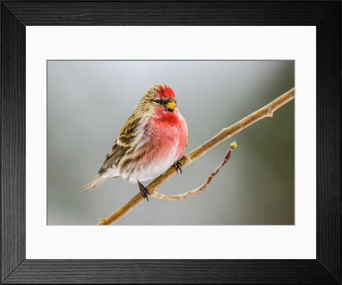 Framed Print : Common Redpoll (Acanthis flammea) male winter migrant, Greater Sudbury, Ontario, Canada Framed Print : Common Redpoll (Acanthis flammea) male winter migrant, Greater Sudbury, Ontario, Canada