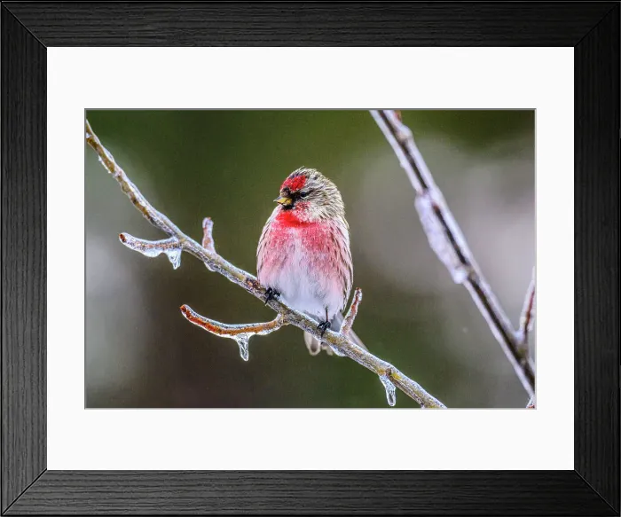 Framed Print : Common Redpoll (Acanthis flammea) Male perched on icy branch during freezing rain event, Greater Sudbury, Ontario, Canada Framed Print : Common Redpoll (Acanthis flammea) Male perched on icy branch during freezing rain event, Greater Sudbury, Ontario, Canada