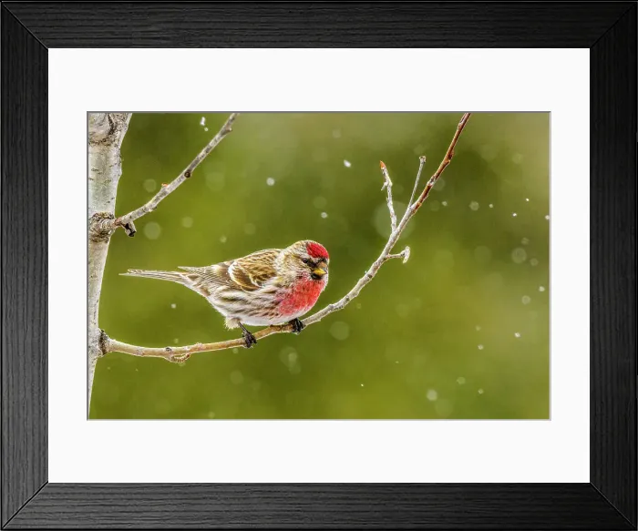 Framed Print : Common Redpoll (Acanthis flammea) Winter migrant from boreal forest, Greater Sudbury, Ontario, Canada Framed Print : Common Redpoll (Acanthis flammea) Winter migrant from boreal forest, Greater Sudbury, Ontario, Canada