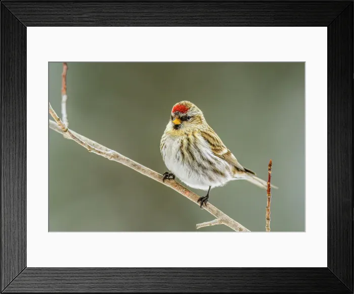 Framed Print : Common Redpoll (Acanthis flammea) female winter migrant, Greater Sudbury, Ontario, Canada Framed Print : Common Redpoll (Acanthis flammea) female winter migrant, Greater Sudbury, Ontario, Canada