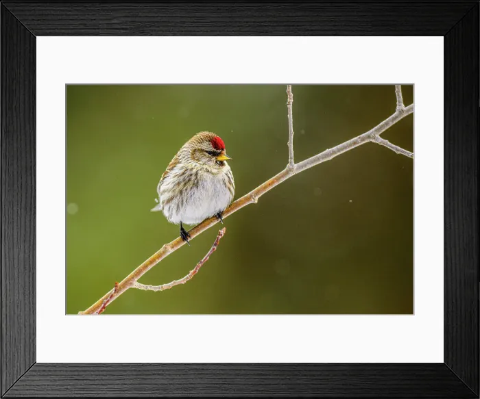 Framed Print : Common Redpoll (Acanthis flammea) Winter migrant from boreal forest, Greater Sudbury, Ontario, Canada Framed Print : Common Redpoll (Acanthis flammea) Winter migrant from boreal forest, Greater Sudbury, Ontario, Canada