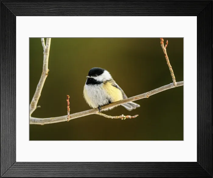 Framed Print : Black capped chickadee (Poecile atricapillus), Greater Sudbury, Ontario, Canada