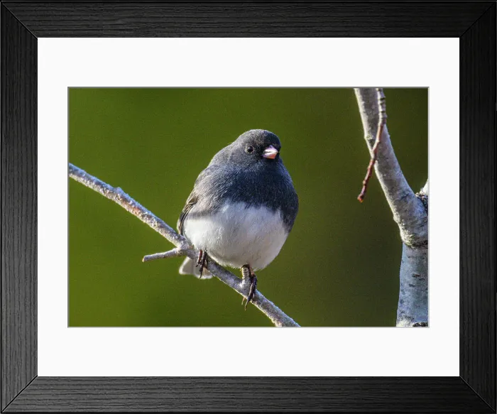 Framed Print : Dark-eyed junco (Junco hyemalis), Greater Sudbury, Ontario, Canada Framed Print : Dark-eyed junco (Junco hyemalis), Greater Sudbury, Ontario, Canada