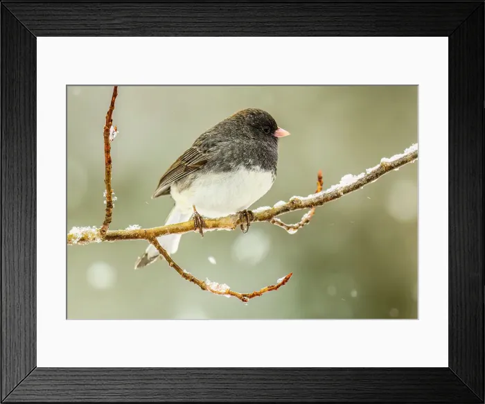 Framed Print : Dark-eyed junco (Junco hyemalis), Greater Sudbury, Ontario, Canada Framed Print : Dark-eyed junco (Junco hyemalis), Greater Sudbury, Ontario, Canada