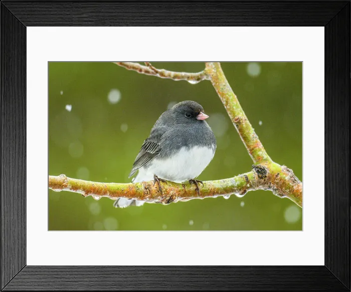 Framed Print : Dark-eyed junco (Junco hyemalis), Greater Sudbury, Ontario, Canada Framed Print : Dark-eyed junco (Junco hyemalis), Greater Sudbury, Ontario, Canada