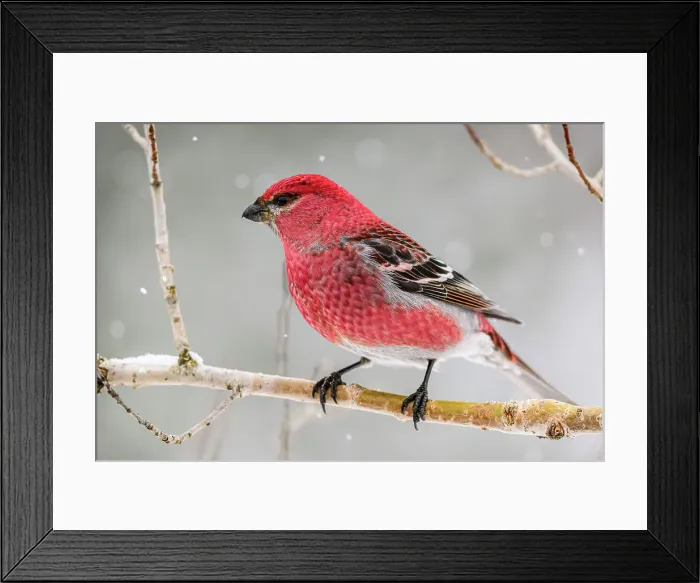 Framed Print : Pine grosbeak (Pinicola enucleator) Male, Greater Sudbury, Ontario, Canada Framed Print : Pine grosbeak (Pinicola enucleator) Male, Greater Sudbury, Ontario, Canada
