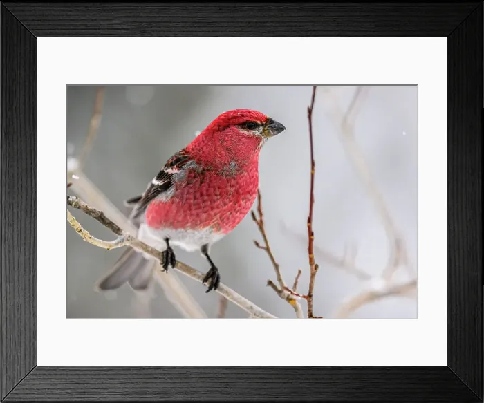 Framed Print : Pine grosbeak (Pinicola enucleator) Male, Greater Sudbury, Ontario, Canada Framed Print : Pine grosbeak (Pinicola enucleator) Male, Greater Sudbury, Ontario, Canada