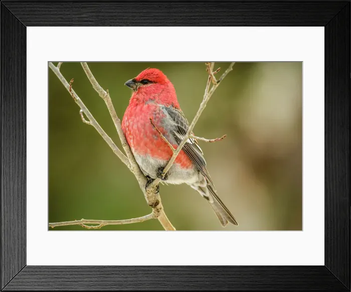 Framed Print : Pine grosbeak (Pinicola enucleator) Male, Greater Sudbury, Ontario, Canada Framed Print : Pine grosbeak (Pinicola enucleator) Male, Greater Sudbury, Ontario, Canada
