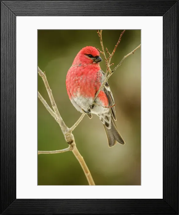 Framed Print : Pine grosbeak (Pinicola enucleator) Male, Greater Sudbury, Ontario, Canada Framed Print : Pine grosbeak (Pinicola enucleator) Male, Greater Sudbury, Ontario, Canada
