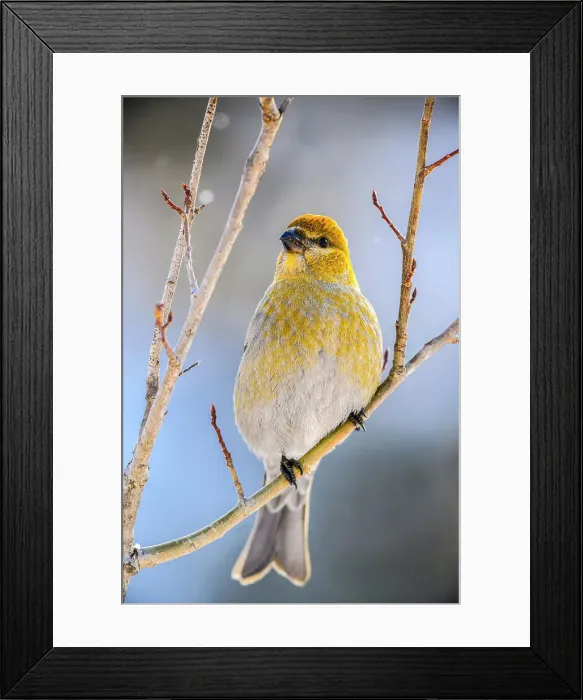 Framed Print : Pine grosbeak (Pinicola enucleator) Female, Greater Sudbury, Ontario, Canada Framed Print : Pine grosbeak (Pinicola enucleator) Female, Greater Sudbury, Ontario, Canada