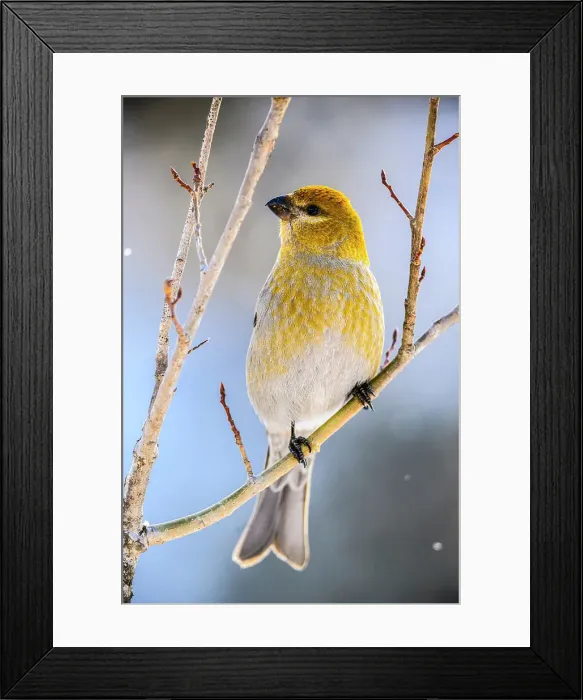 Framed Print : Pine grosbeak (Pinicola enucleator) Female, Greater Sudbury, Ontario, Canada Framed Print : Pine grosbeak (Pinicola enucleator) Female, Greater Sudbury, Ontario, Canada