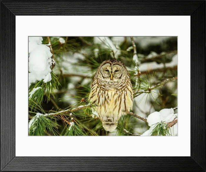 Framed Print : Barred owl (Strix varia), Greater Sudbury, Ontario, Canada Framed Print : Barred owl (Strix varia), Greater Sudbury, Ontario, Canada