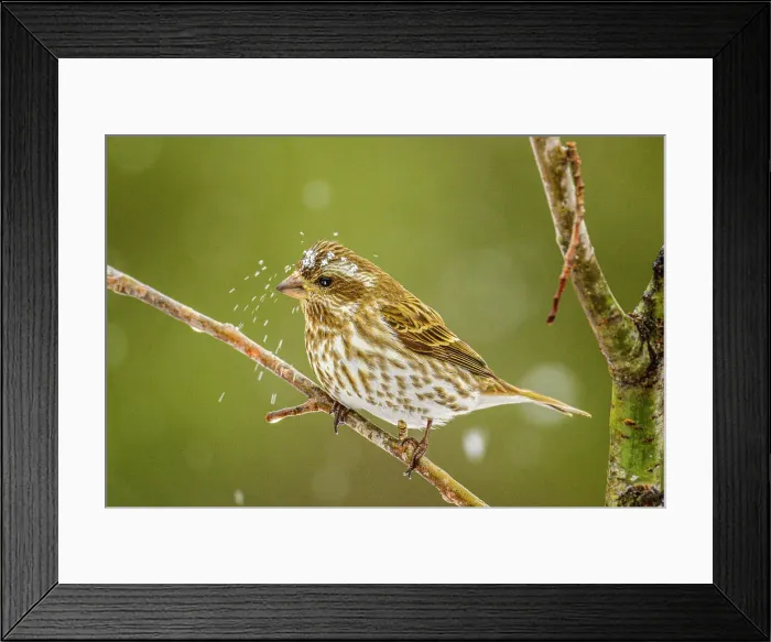 Framed Print : Purple finch (Carpodacus purpureus) female, Greater Sudbury, Ontario, Canada Framed Print : Purple finch (Carpodacus purpureus) female, Greater Sudbury, Ontario, Canada
