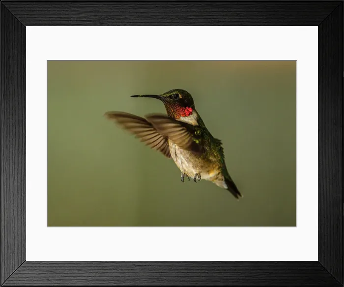 Framed Print : ruby-throated hummingbird (Archilochus colubris) Male, Greater Sudbury, Ontario, Canada Framed Print : ruby-throated hummingbird (Archilochus colubris) Male, Greater Sudbury, Ontario, Canada