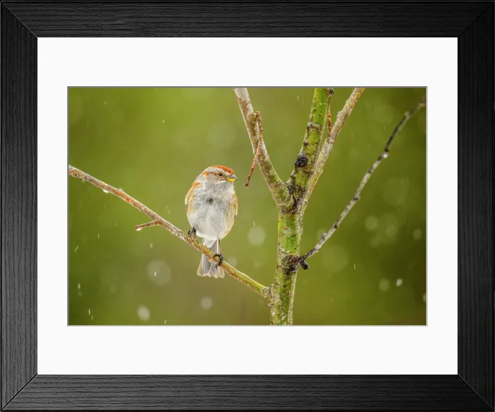 Framed Print : American tree sparrow (Spizella arborea), Greater Sudbury, Ontario, Canada