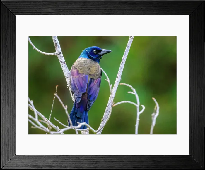Framed Print : Common grackle (Quiscalus quiscula), Greater Subdury, Ontario, Canada Framed Print : Common grackle (Quiscalus quiscula), Greater Subdury, Ontario, Canada